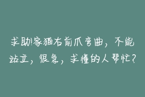 求助!家猫右前爪弯曲，不能站立，很急，求懂的人帮忙？