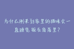 为什么刚来到家里的猫咪会一直睡觉 躲在角落里？