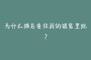 为什么猫总爱往我的被窝里跑？