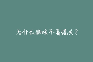 为什么猫咪不看镜头？