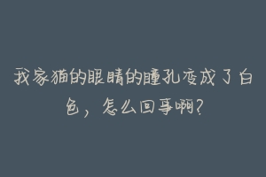 我家猫的眼睛的瞳孔变成了白色，怎么回事啊？