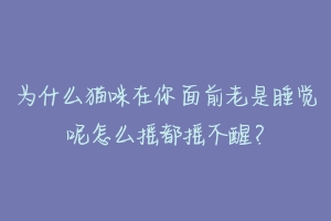 为什么猫咪在你面前老是睡觉呢怎么摇都摇不醒？