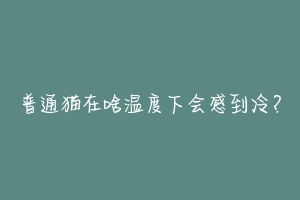 普通猫在啥温度下会感到冷？