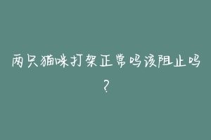 两只猫咪打架正常吗该阻止吗？