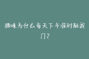 猫咪为什么每天下午准时敲我门？