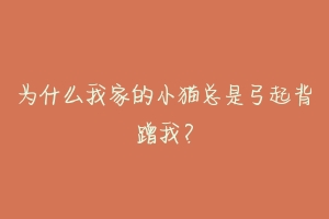 为什么我家的小猫总是弓起背蹭我？