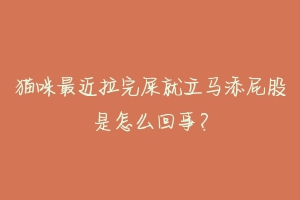 猫咪最近拉完屎就立马添屁股是怎么回事？