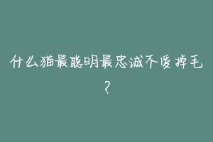 什么猫最聪明最忠诚不爱掉毛？