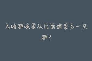 为啥猫咪要从后面偷袭另一只猫？