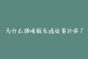 为什么猫咪躲在暗处要扑你？