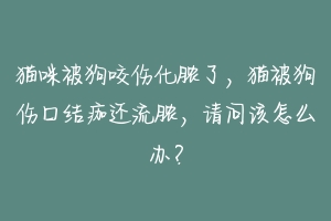 猫咪被狗咬伤化脓了，猫被狗伤口结痂还流脓，请问该怎么办？