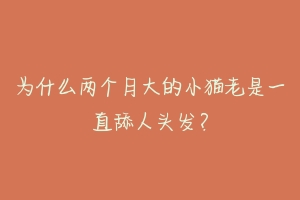 为什么两个月大的小猫老是一直舔人头发？