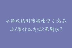 小猫吃的时候被噎住了!怎么办?用什么方法?来解决？