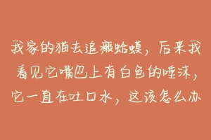 我家的猫去追癞蛤蟆，后来我看见它嘴巴上有白色的唾沫，它一直在吐口水，这该怎么办？