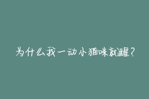 为什么我一动小猫咪就醒？