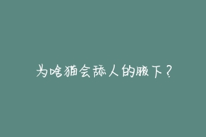 为啥猫会舔人的腋下？