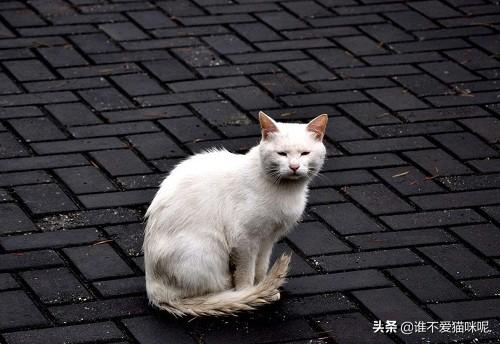 猫咪流鼻涕清水一样的，猫一切正常就是流鼻水？