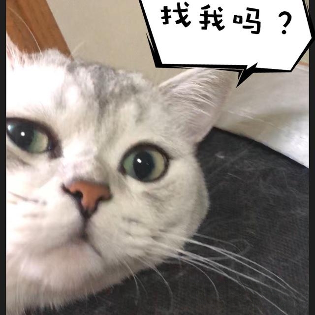 父母不让养猫猫，怎么劝说，在线等？