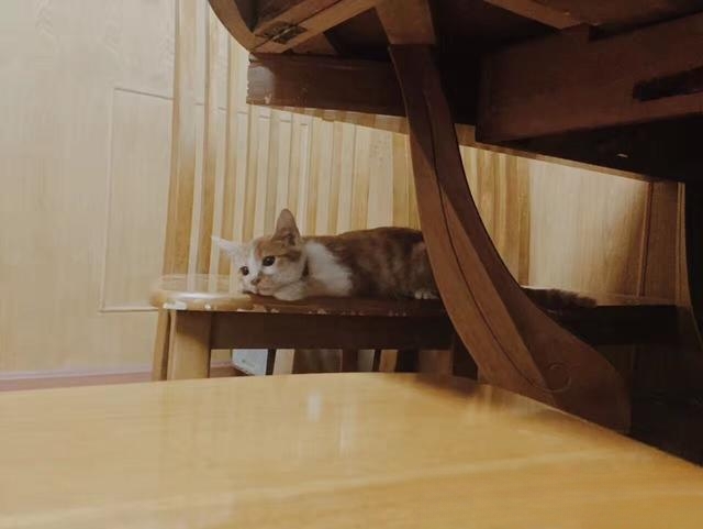 家里养两只猫会不亲主人吗？