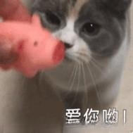 父母不让养猫猫，怎么劝说，在线等？