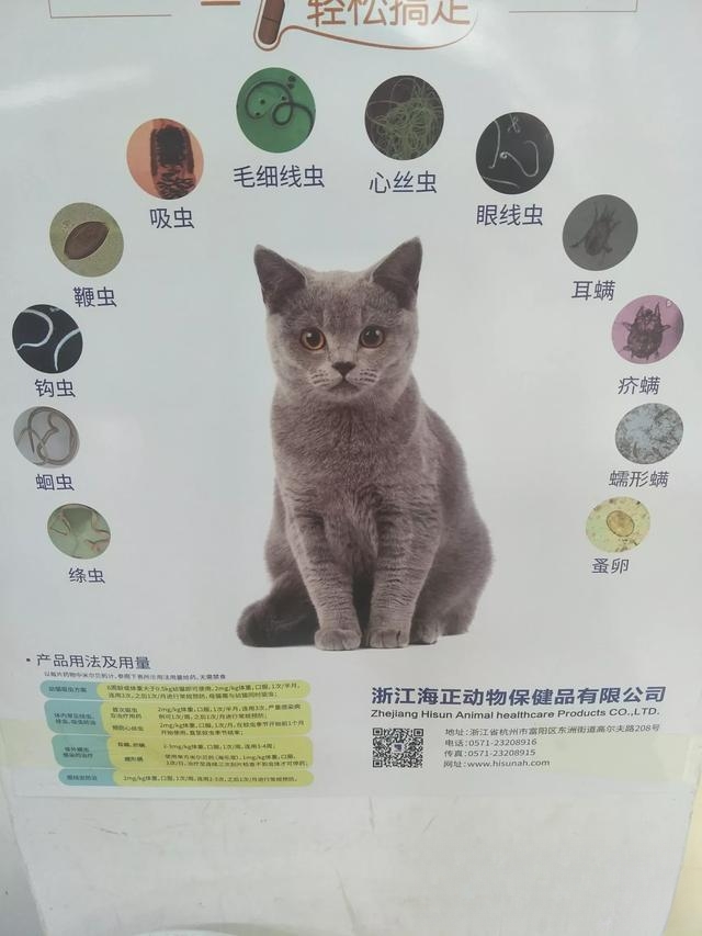 猫咪为何会在地上翻滚，用头到处乱蹭，抓耳朵？