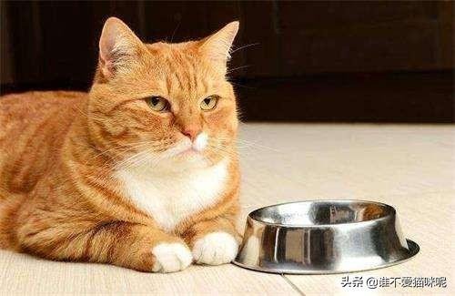 猫咪总是拉稀怎么办？