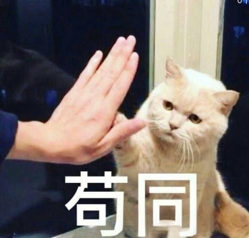 猫绝育什么好处？