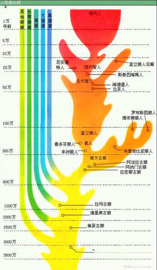 人和大猩猩可以杂交出下一代吗？