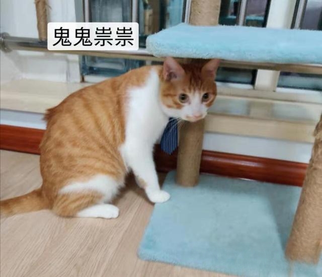 养猫知识，如何防止猫晚上乱叫？