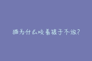 猫为什么咬着被子不放？