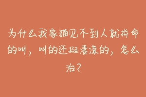 为什么我家猫见不到人就拼命的叫，叫的还挺凄凉的，怎么治？