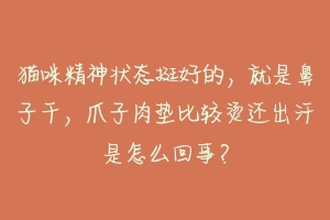 猫咪精神状态挺好的，就是鼻子干，爪子肉垫比较烫还出汗是怎么回事？