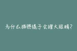 为什么猫照镜子会瞪大眼睛？