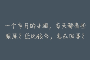 一个多月的小猫，每天都有些眼屎？还比较多，怎么回事？