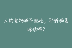 人的食物猫不能吃，那野猫靠啥活啊？