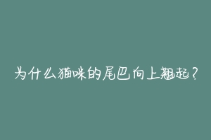 为什么猫咪的尾巴向上翘起？