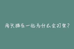 两只猫在一起为什么会打架？