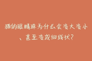 猫的眼睛珠为什么会变大变小、甚至变成细线状？