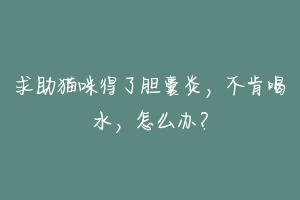 求助猫咪得了胆囊炎，不肯喝水，怎么办？