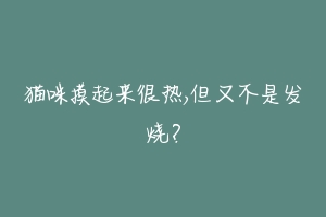 猫咪摸起来很热,但又不是发烧？