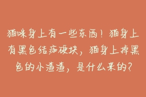 猫咪身上有一些东西！猫身上有黑色结痂硬块，猫身上掉黑色的小渣渣，是什么来的？