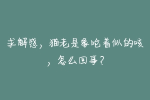 求解惑，猫老是象呛着似的咳，怎么回事？