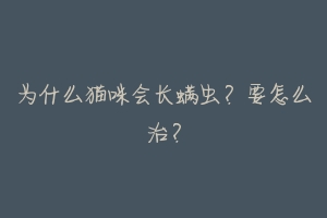 为什么猫咪会长螨虫？要怎么治？