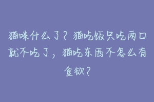 猫咪什么了？猫吃饭只吃两口就不吃了，猫吃东西不怎么有食欲？