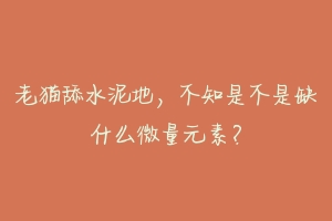 老猫舔水泥地，不知是不是缺什么微量元素？