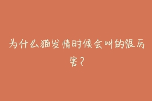 为什么猫发情时候会叫的很厉害？