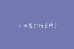 大体型猫好养吗？