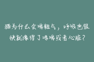 猫为什么会喘粗气，呼吸也很快就像得了哮喘或者心脏？