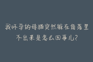 我怀孕的母猫突然躲在角落里不出来是怎么回事儿？