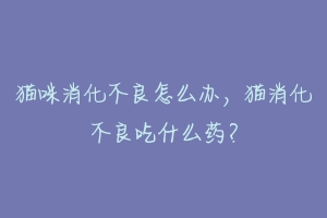 猫咪消化不良怎么办，猫消化不良吃什么药？